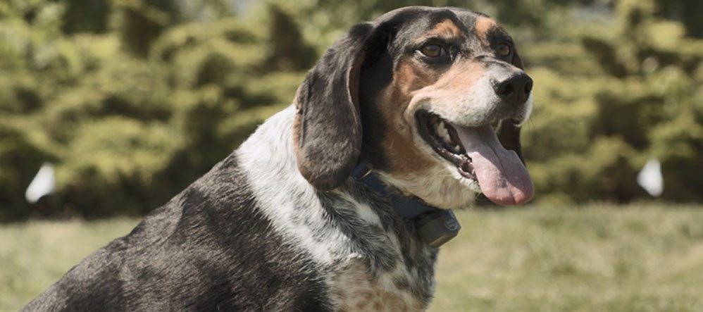 Redbone and bluetick store mix